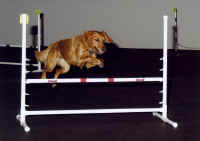 Agility jump.jpg (64203 bytes)